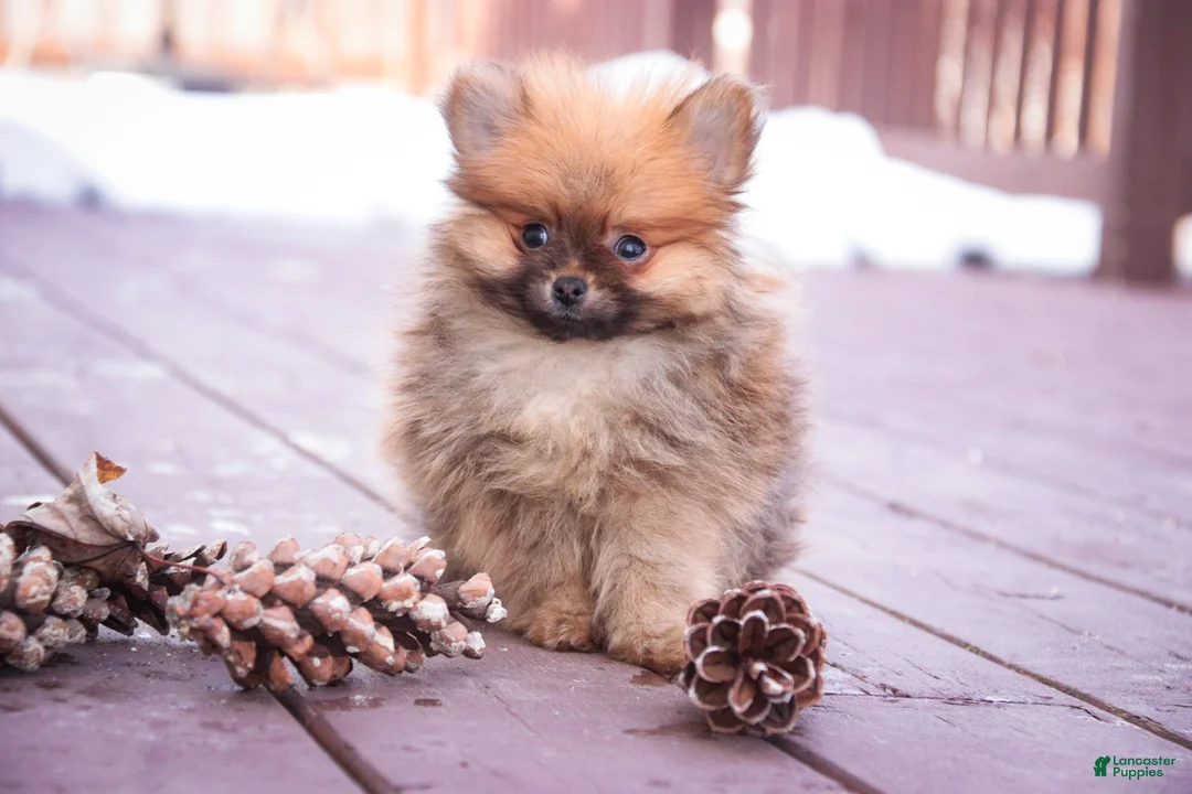 Pomeranian dogs for sale: Bennet - Ad 1