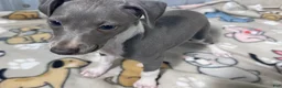 Italian Greyhound dogs for sale: Snapdragon - Ad 8