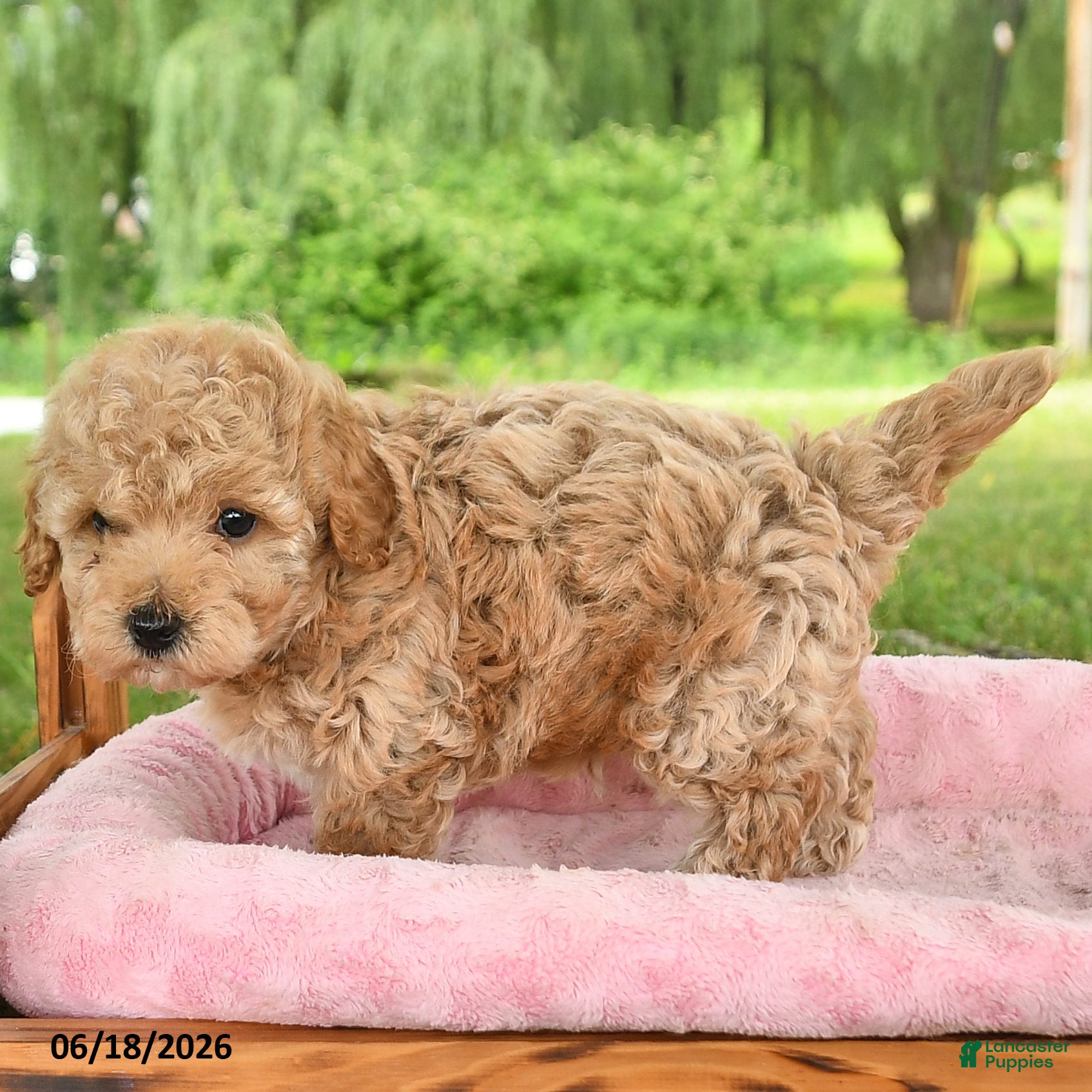 Toy Poodle dogs Adam - Ad 2