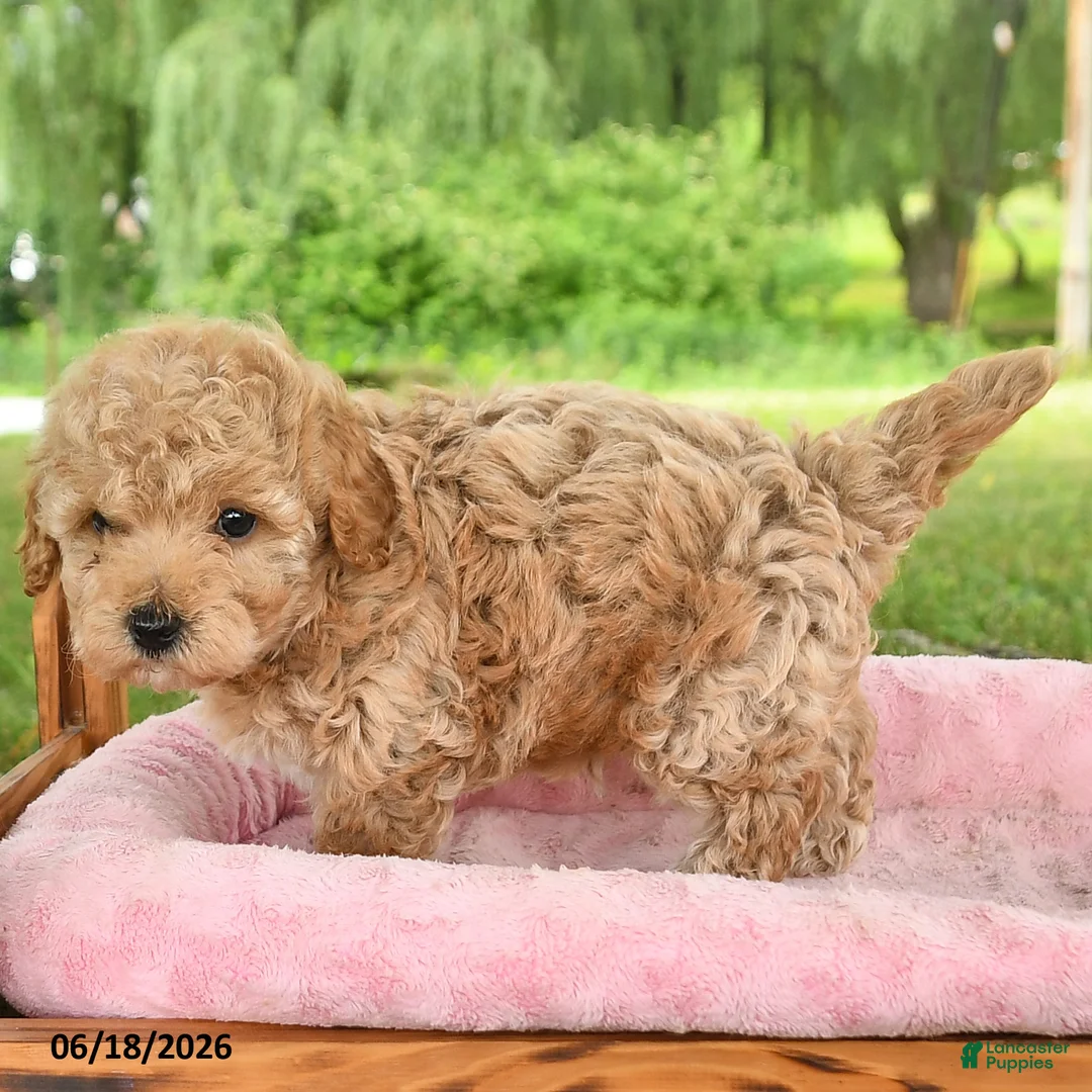 Toy Poodle dogs for sale: Adam - Ad 2