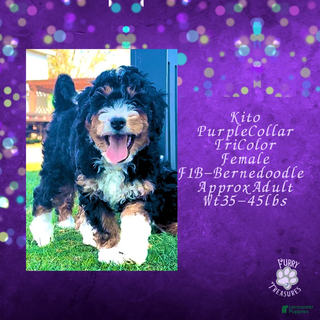 Mini Bernedoodle dogs for sale: Kian “Blue Collar” Male - Ad 52