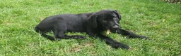 Labrador Retriever dogs for sale: Labrador Retriever gray - Ad 2