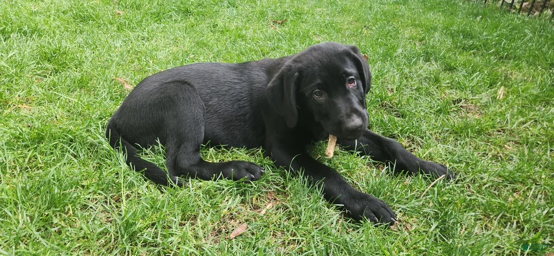 Labrador Retriever dogs for sale: Labrador Retriever gray - Ad 2