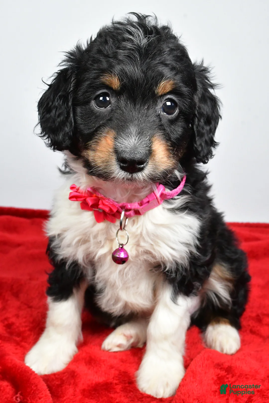 Mini Aussiedoodle dogs for sale: Giggles  - Ad 8