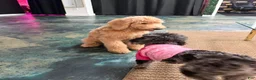 Goldendoodle dogs for sale: Ria  - Ad 2