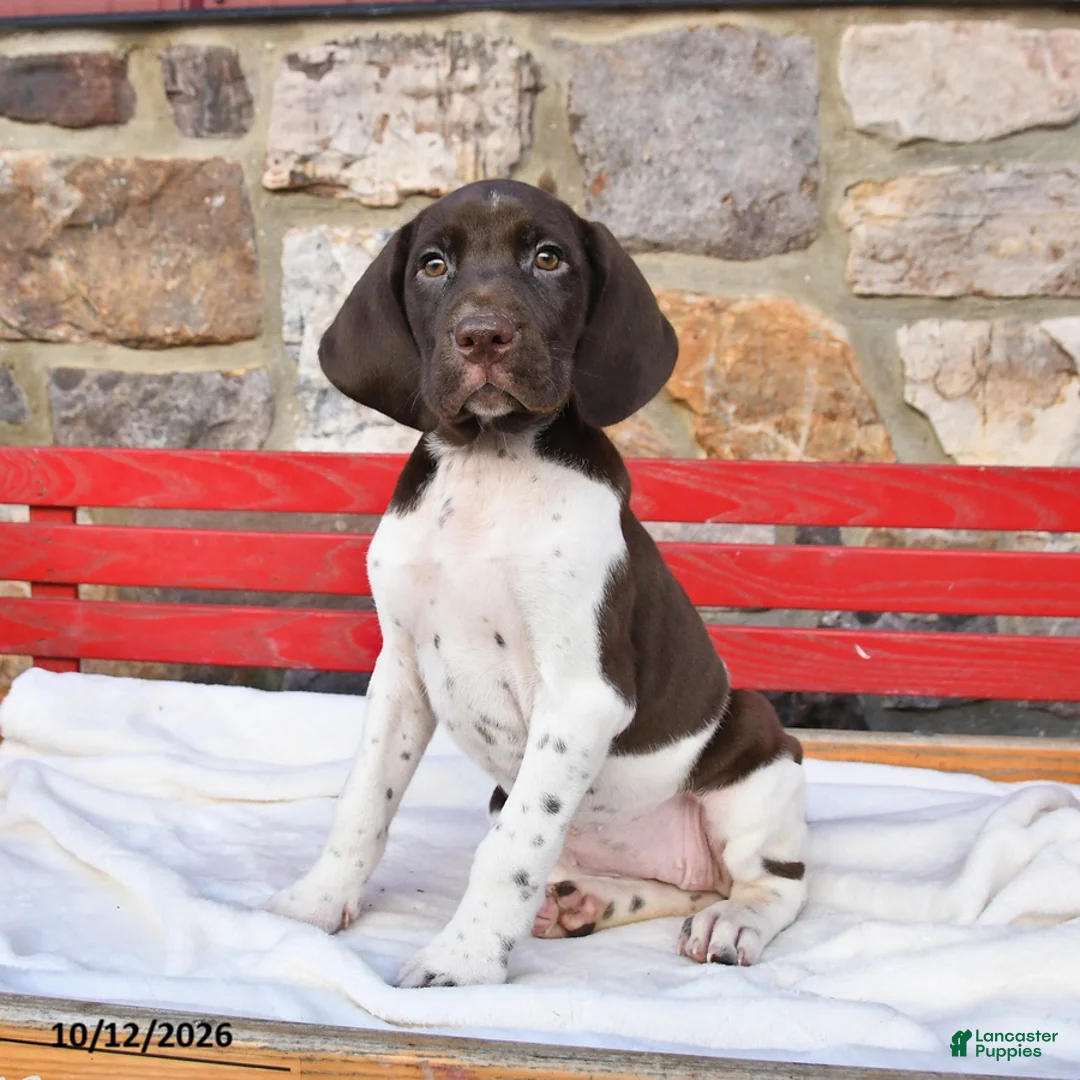 German Shorthaired Pointer dogs for sale: Pecan - Ad 2
