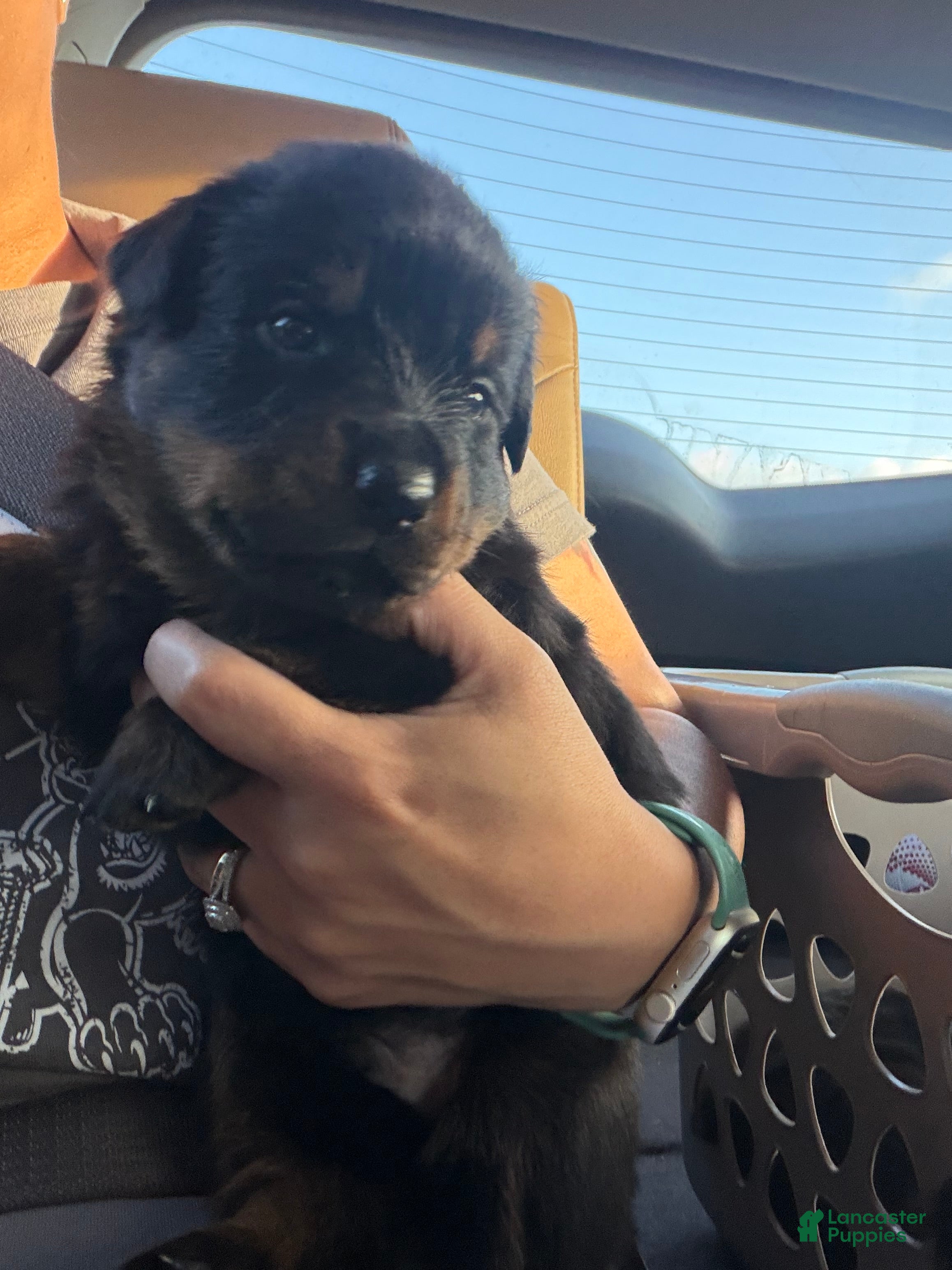 Rottweiler dogs Rottweiler 7 orange collar - Ad 13