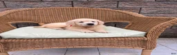 Golden Retriever dogs for sale: Gabby - Ad 5