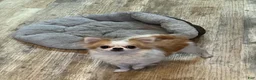 Chihuahua dogs for sale: Chihuahua 1 - Ad 2