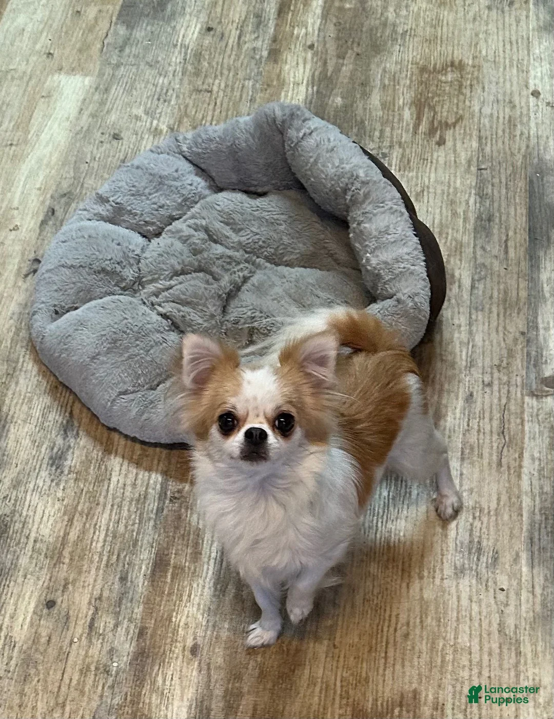 Chihuahua dogs for sale: Chihuahua 1 - Ad 2