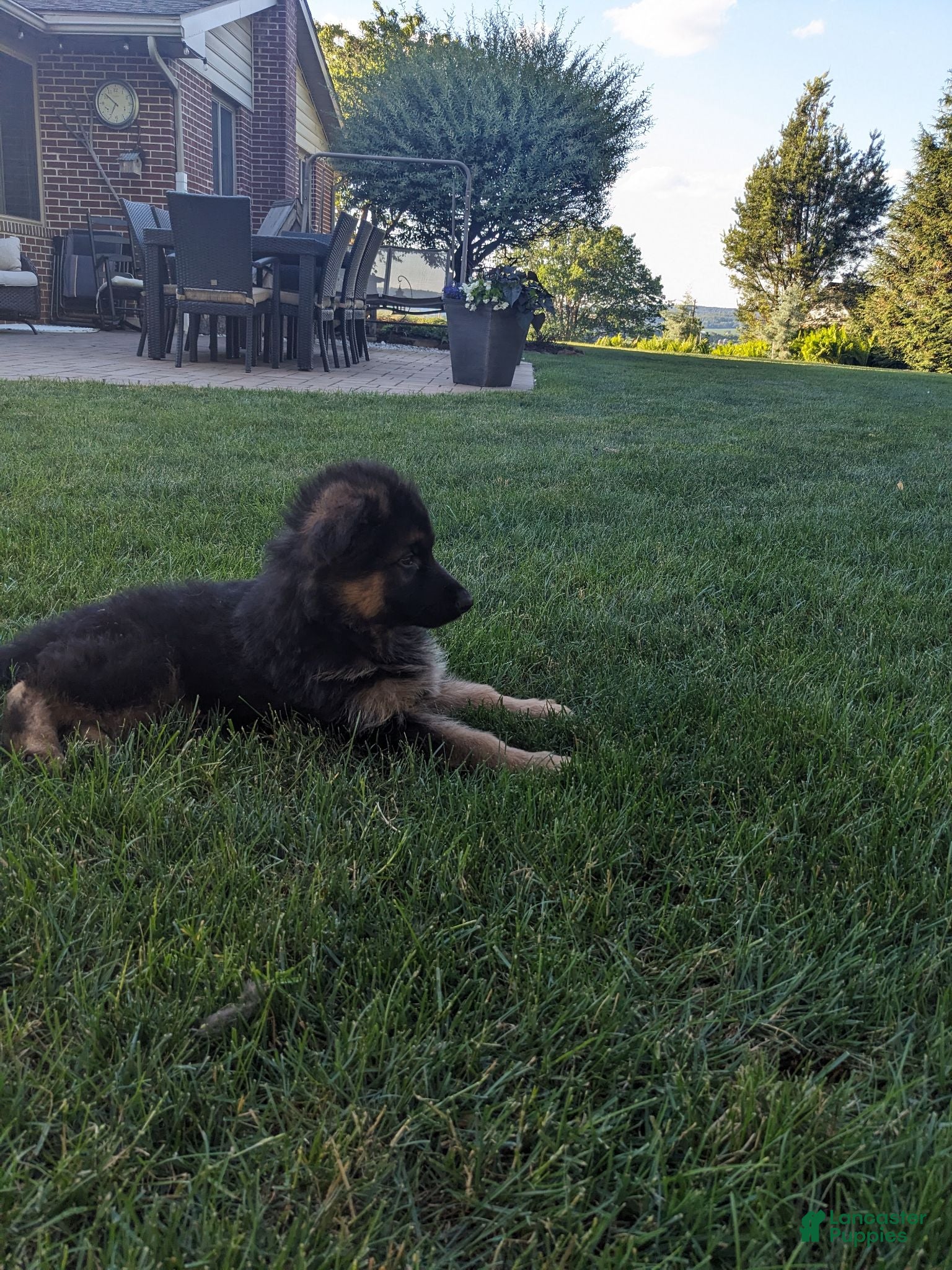 German Shepherd dogs German Shepherd 2 - Ad 2