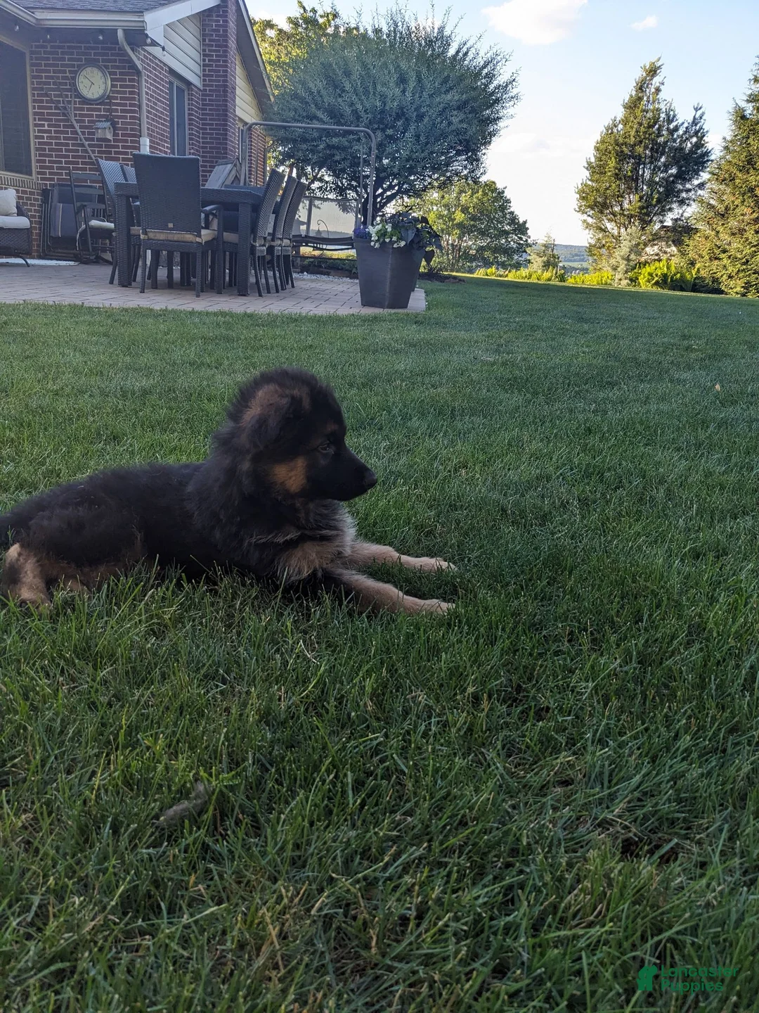 German Shepherd dogs for sale: German Shepherd 2 - Ad 2