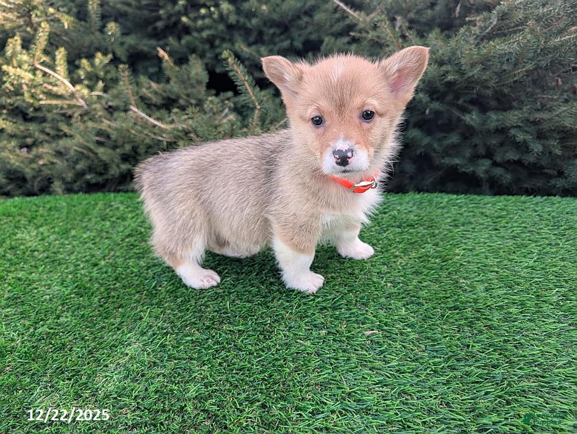 Welsh Corgi Pembroke dogs Kyle - Ad 25