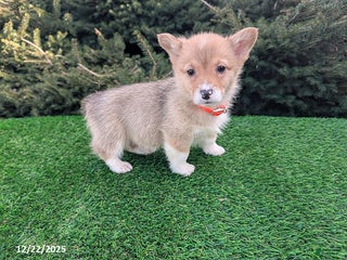 Welsh Corgi Pembroke dogs Kyle - Ad 25