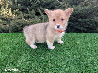 Welsh Corgi Pembroke dogs Kyle - Ad 21