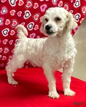 Shih Tzu dogs Rover - Ad 10