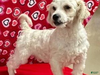 Shih Tzu dogs Rover - Ad 6