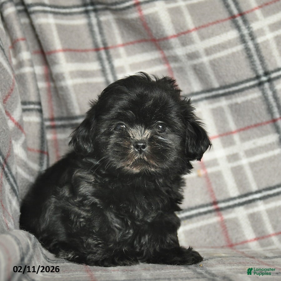 Shih Tzu dogs Winter  - Ad 2