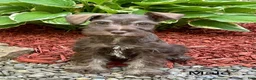 Miniature Schnauzer dogs for sale: Bob - Ad 1