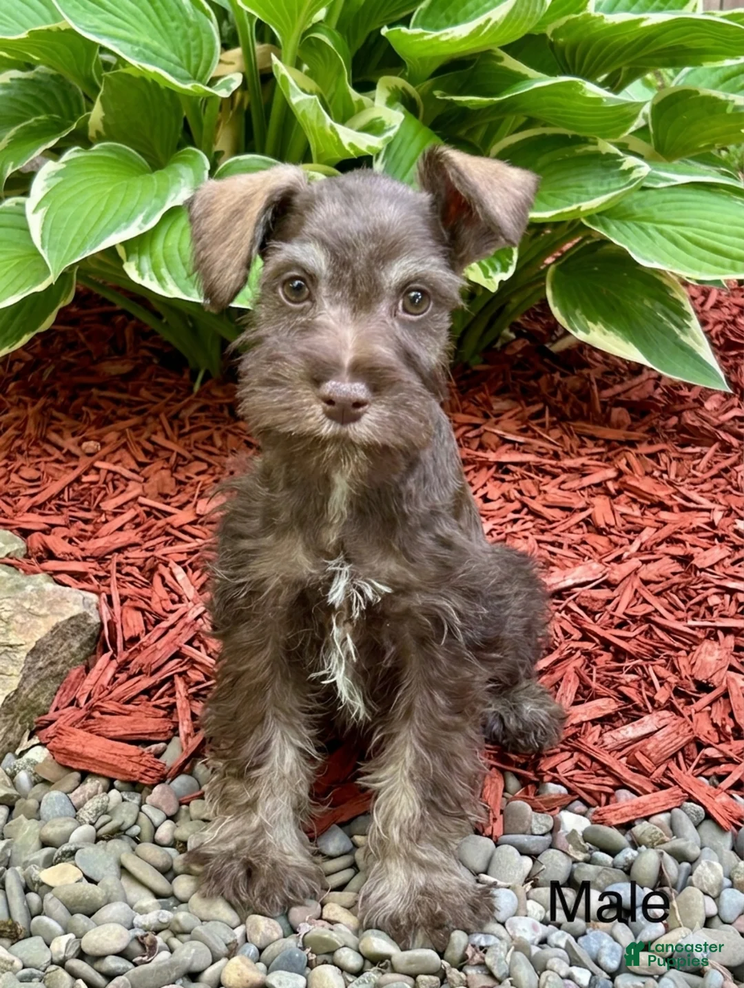 Miniature Schnauzer dogs for sale: Bob - Ad 1