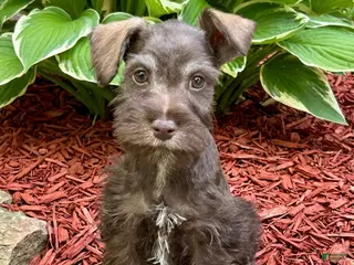 Miniature Schnauzer dogs Bob - Ad 6