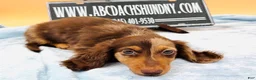 Miniature Dachshund dogs for sale: Russian boy - Ad 6