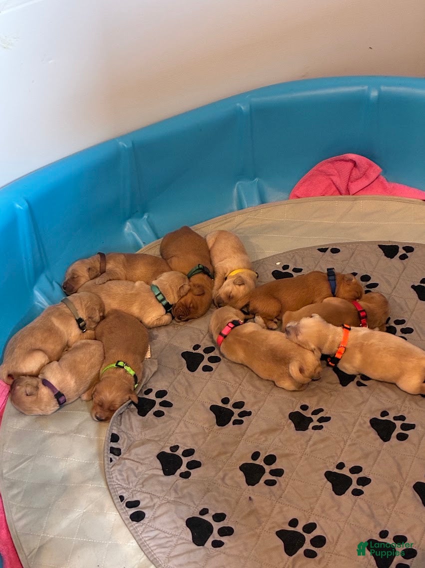 Golden Retriever dogs for sale: 5# Cyclone - Ad 2