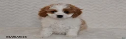 Cavapoo dogs for sale: Bella   - Ad 3