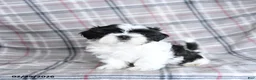 Shih Tzu dogs for sale: Stormy - Ad 5