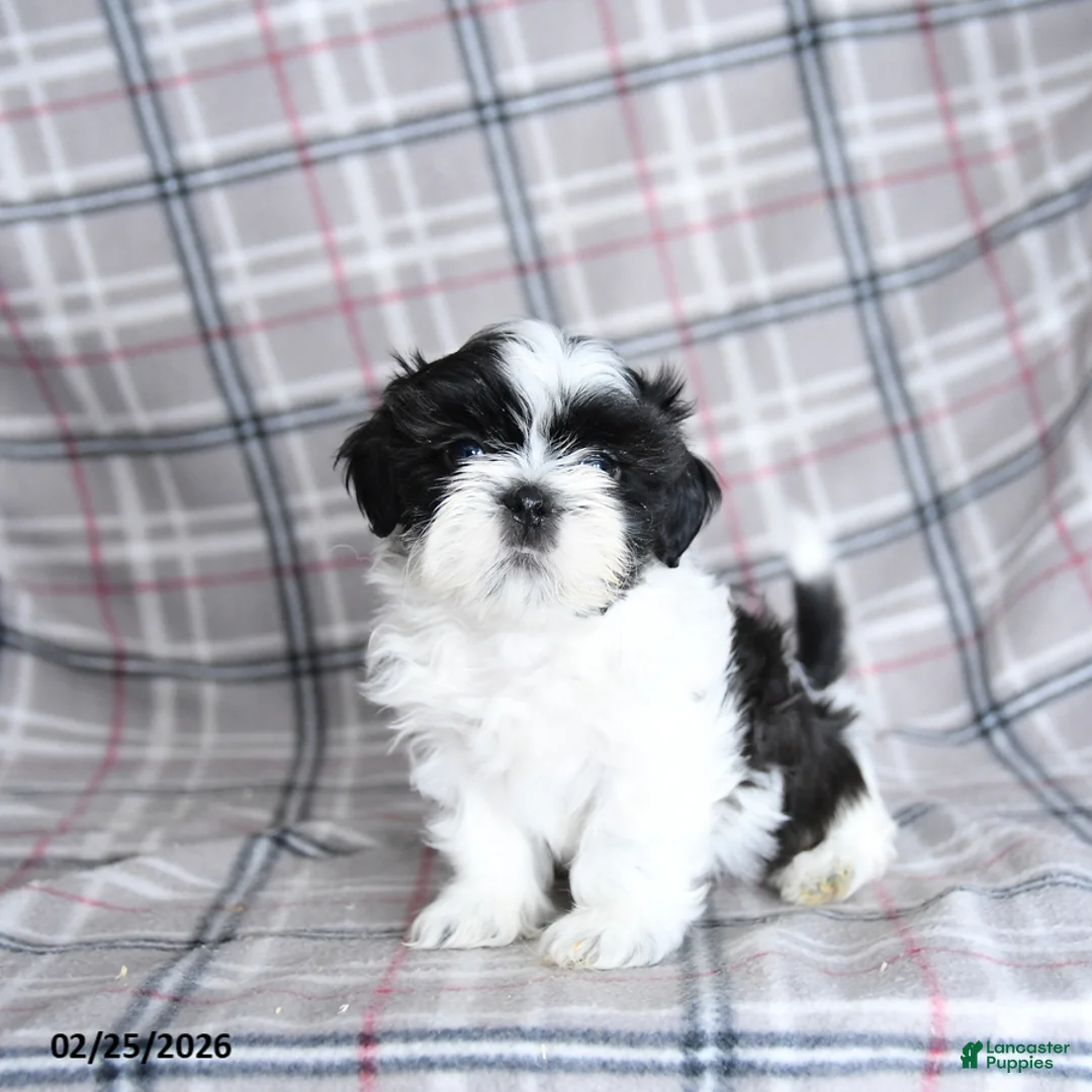Shih Tzu dogs for sale: Stormy - Ad 5