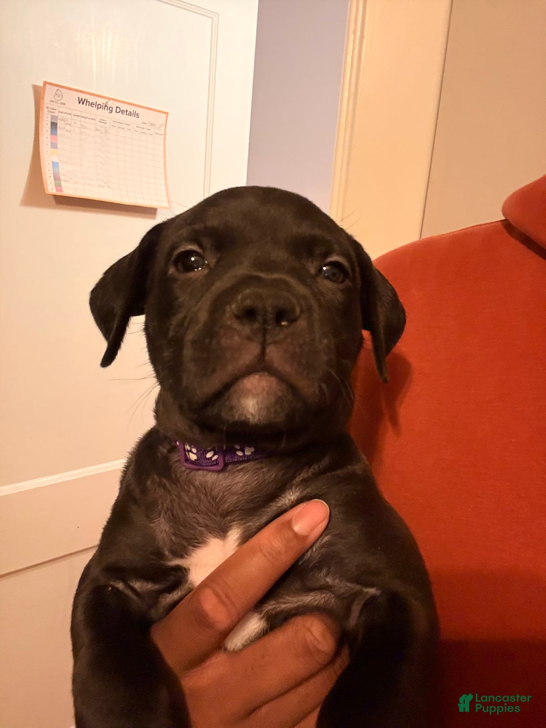 Mixed Breed dogs for sale: Pup Orange - Ad 5