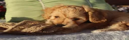 Cavapoo dogs for sale: Laredo  - Ad 7