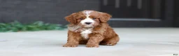 Cavapoo dogs for sale: Kobe - Ad 4