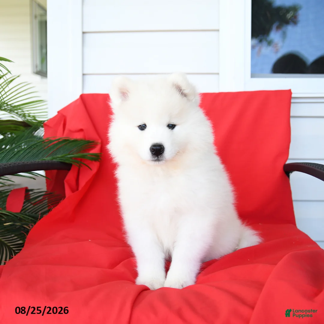 Samoyed dogs for sale: Lucy - Ad 3