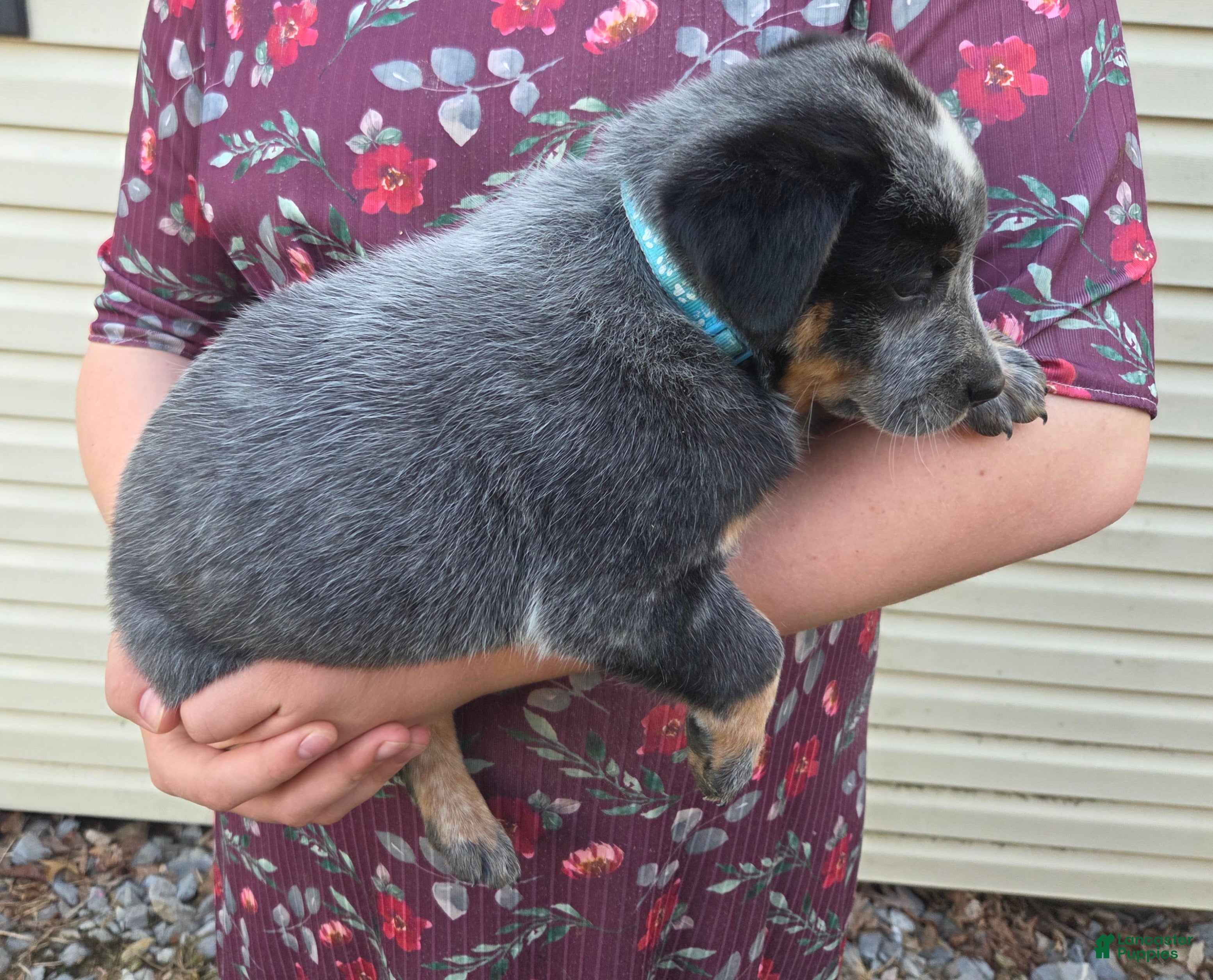 Australian Cattle Dog dogs Jingle - Ad 2