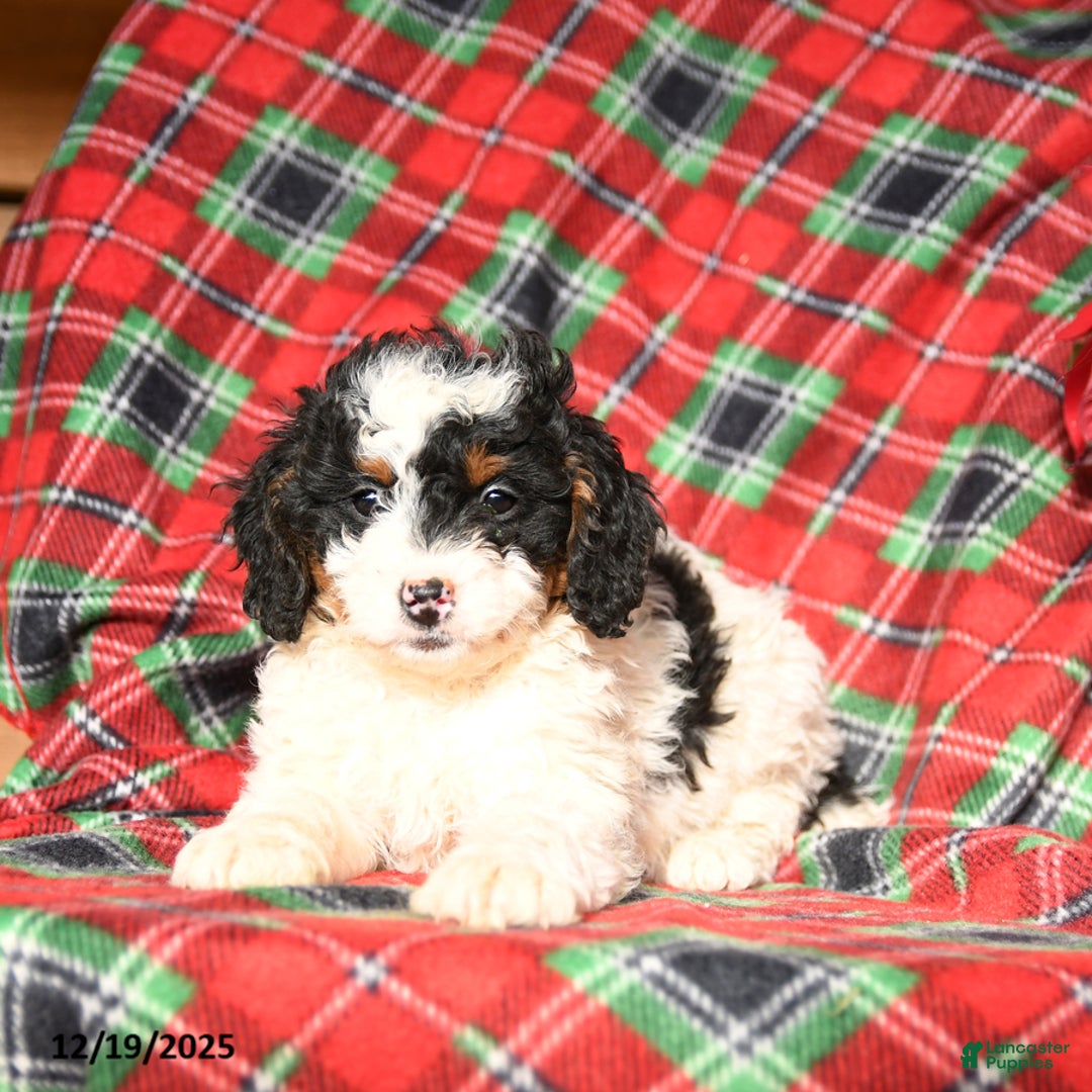 Mini Bernedoodle dogs for sale: Luna   - Ad 3