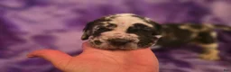 Mixed Breed dogs for sale: Xeana - Ad 4