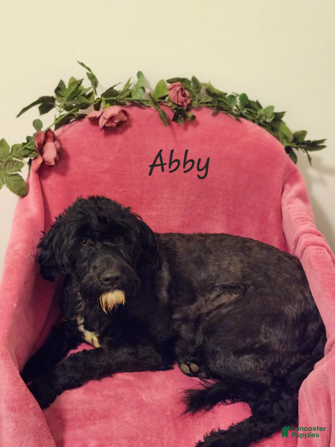 Portuguese Water Dog dogs for sale: Buffy - Ad 2