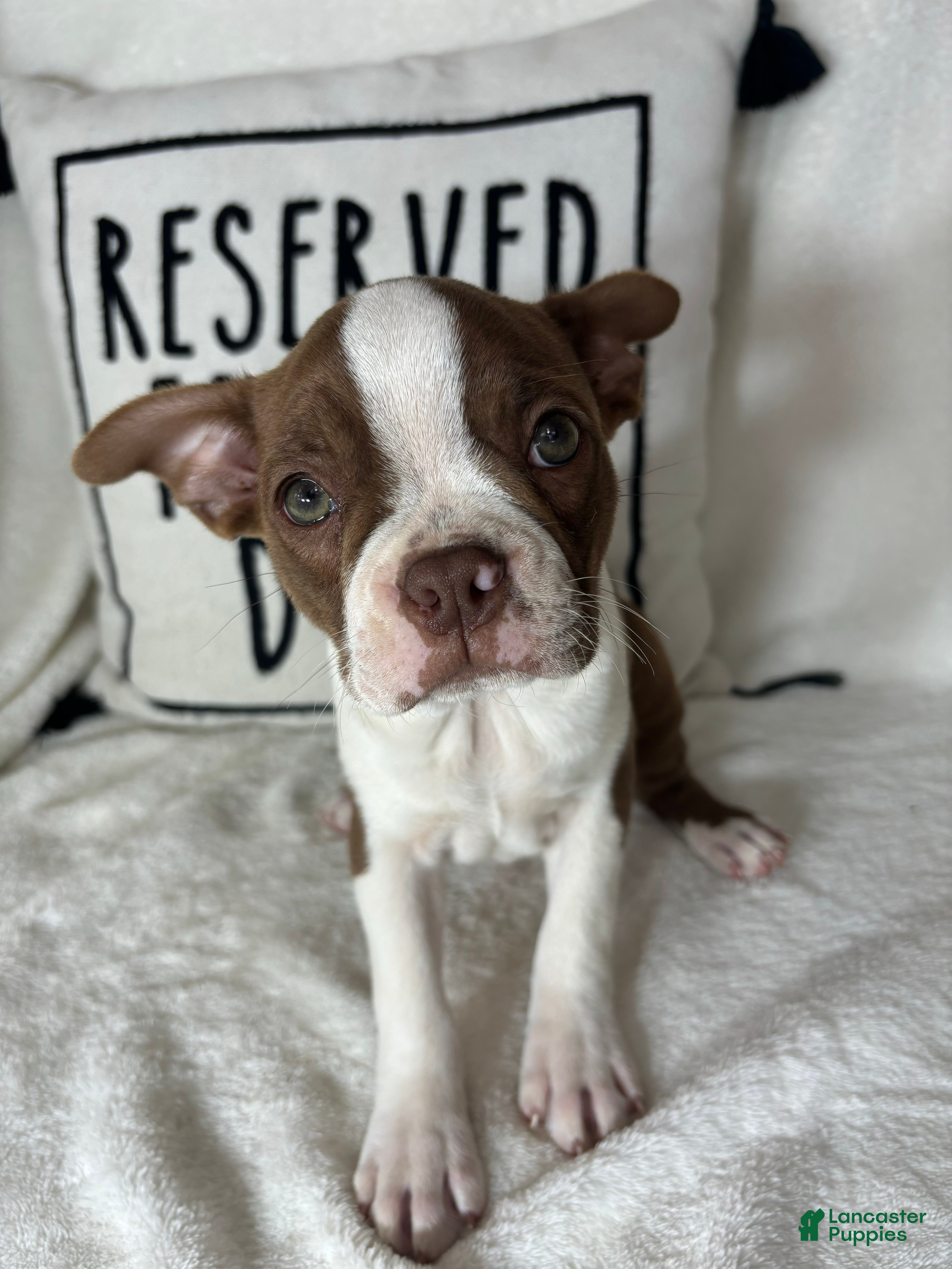 Boston Terrier dogs Bonnie - Ad 11