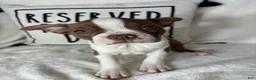 Boston Terrier dogs for sale: Bonnie - Ad 1
