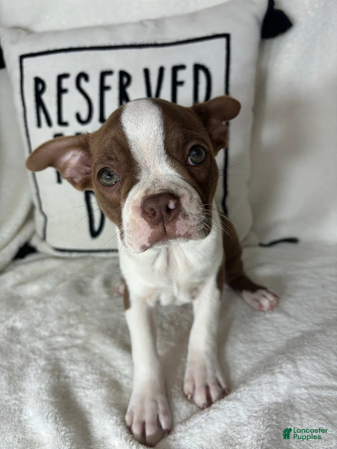 Boston Terrier dogs for sale: Bonnie - Ad 1