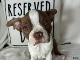 Boston Terrier dogs Bonnie - Ad 28