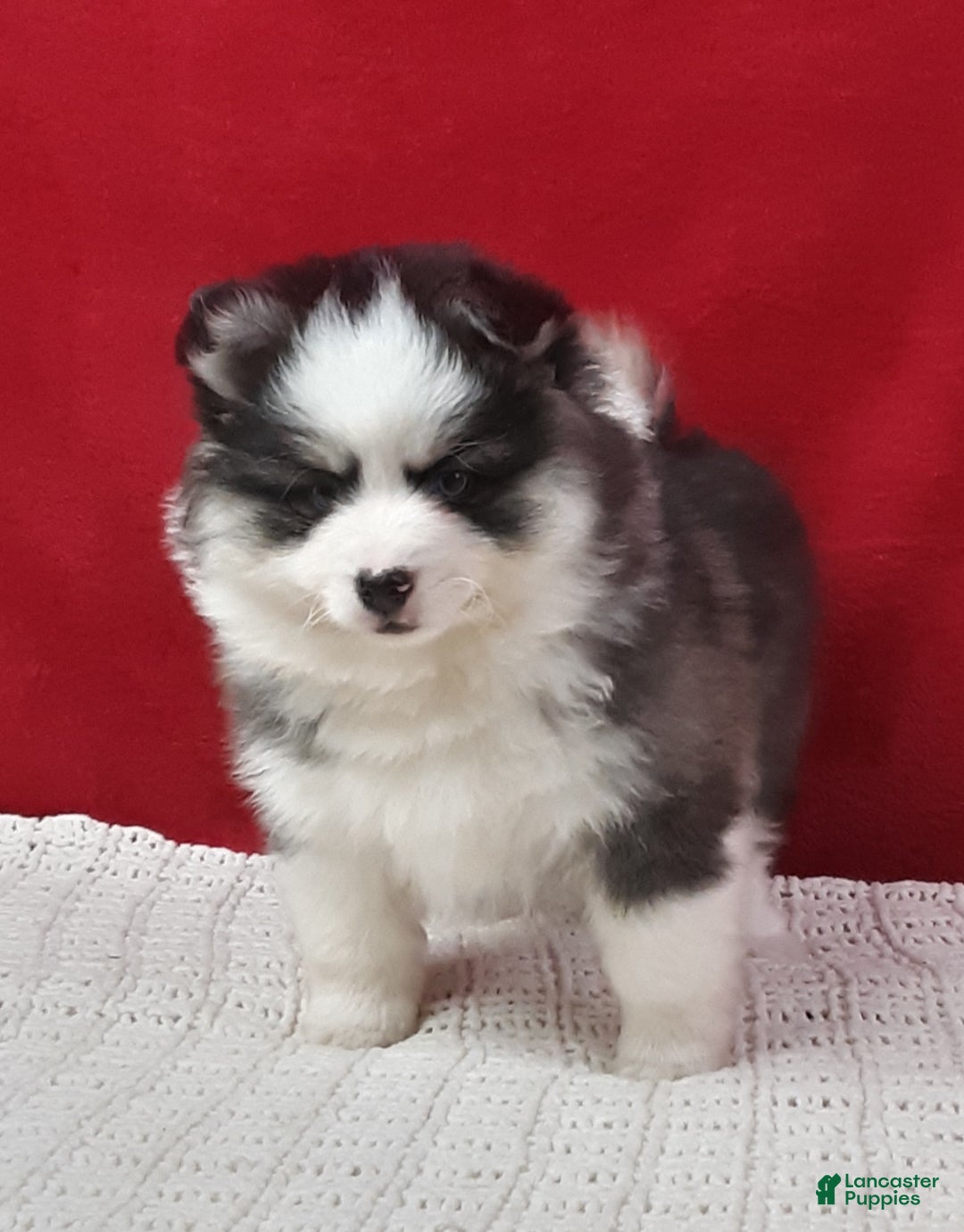 Pomsky dogs for sale: Tucker  - Ad 3