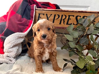 Mixed Breed dogs Sweet Rose Bud❤️🐾Call 717-768-7967 - Ad 38