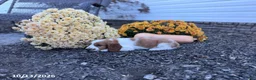 Welsh Springer Spaniel dogs for sale: Luna - Ad 12