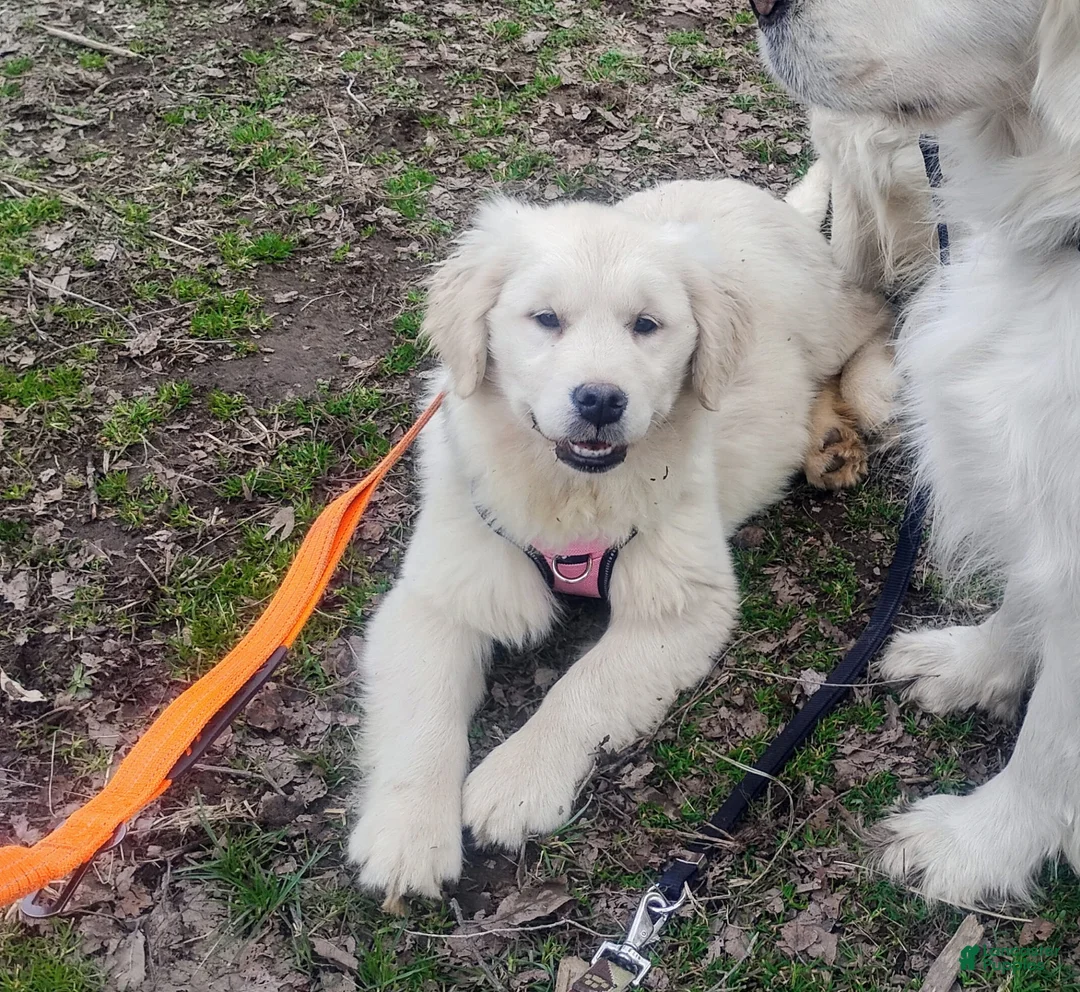 Golden Retriever dogs for sale: Golden Retriever Puppy 1 - Ad 1