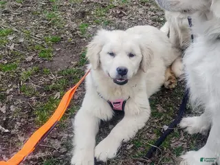 Golden Retriever dogs Golden Retriever Puppy 1 - Ad 12