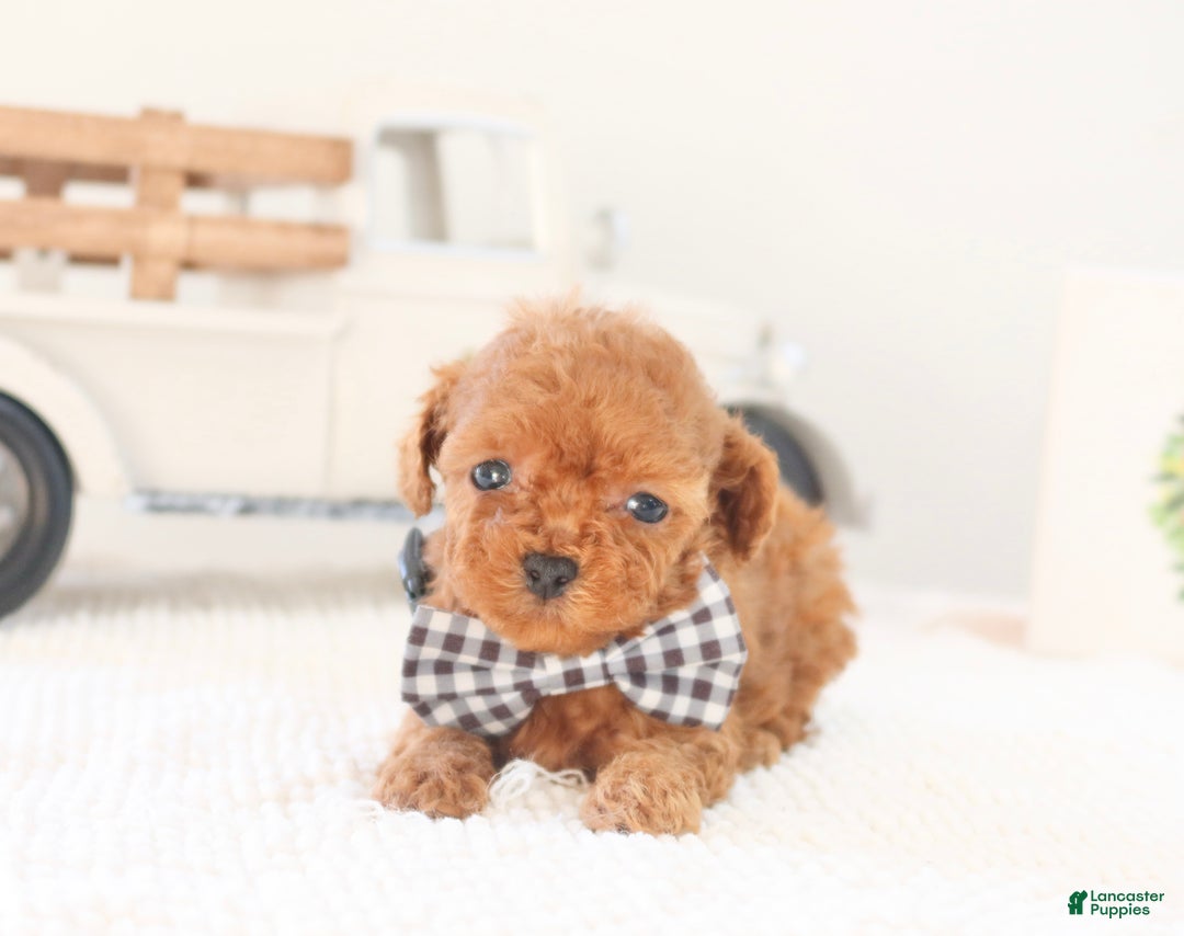 Toy Poodle dogs for sale: Gingerbread - Ad 7