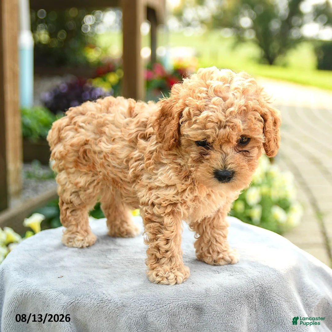 Toy Poodle dogs for sale: Alex - Ad 3