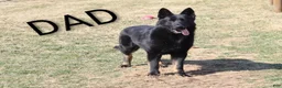 German Shepherd dogs for sale: Mindy  - Ad 14